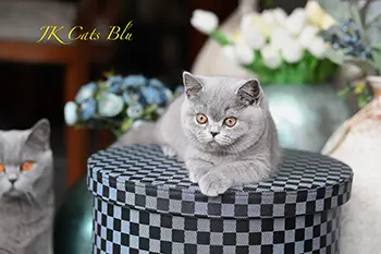 litterb (10) copy